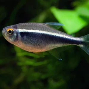 Tetra Neon Negro