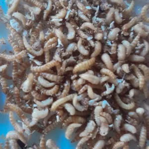Gusanos de escarabajos