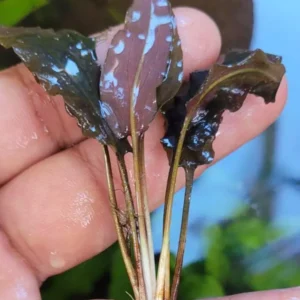 Cryptocorine