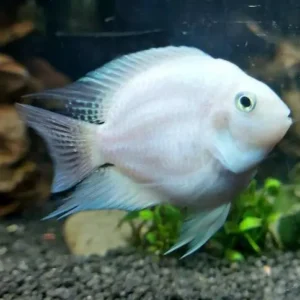 Polar Albino