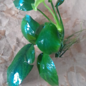 Anubias