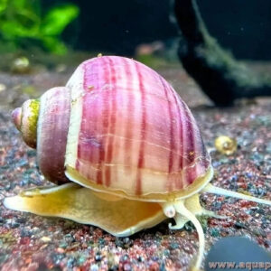 Caracol Manzano