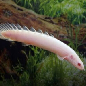Dragón Africano Albino