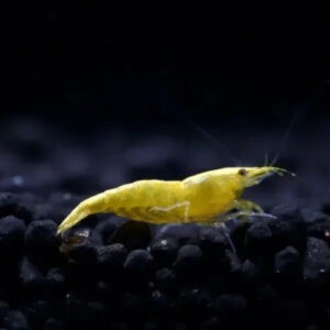 Gamba Yellow Golden Back