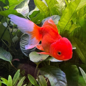 Goldfish Oranda