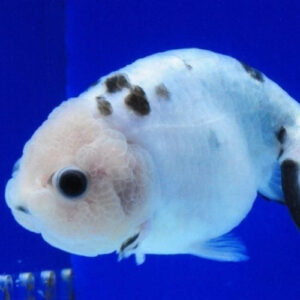 Goldfish Ranchu