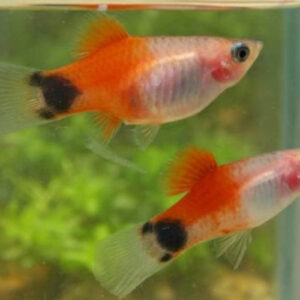 Platy Mickey Mouse