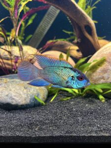 Acara Blue