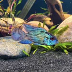 Acara Blue