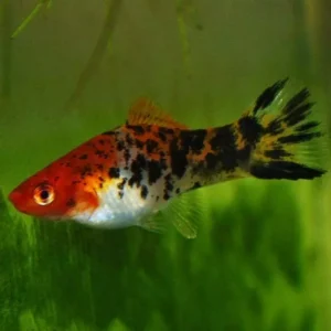 Pez espada Koi