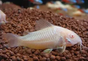 Corydora albina