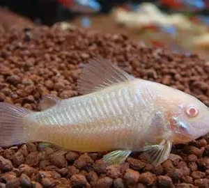 Corydora albina
