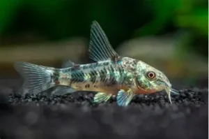 Corydora Pimienta