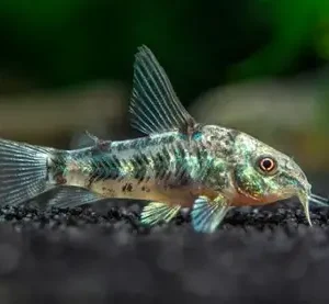 Corydora Pimienta
