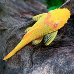 Ancistrus Golden