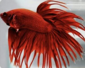 Betta Corona Full Red