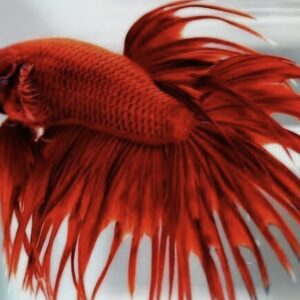 Betta Corona Full Red
