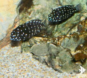 Cíclido Africano Tropheus