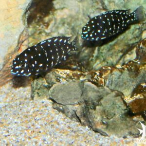 Cíclido Africano Tropheus