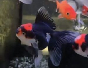 Goldfish Fancy Tricolor