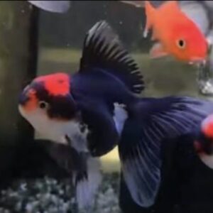 Goldfish Fancy Tricolor