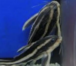 Pez Rafaelo (Gato de Lineas)
