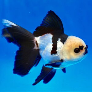Goldfish Panda