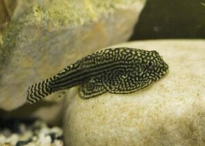 Locha de Borneo