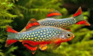 Rasbora Galaxy