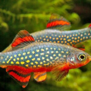 Rasbora Galaxy