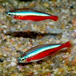 Tetra Cardenal
